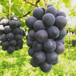 小林一夫ぶどう園 | 藤稔