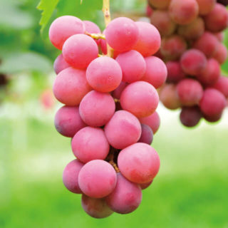 Grape Varieties | 小林一夫ぶどう園
