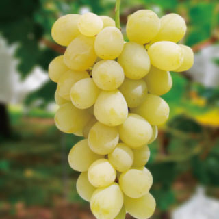 小林一夫ぶどう園 | ロザリオ・ビアンコ