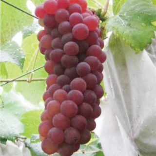 小林一夫ぶどう園 | デラウェア